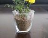 Wholesale glass jar,glass bottle,glassware.flower pot,garden pot