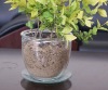 Wholesale glass jar,glass bottle,glassware.flower pot,garden pot