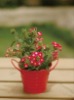 Wholesale Mini plant, metal pots, flower pots