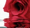 Wholesale ROSE Water