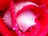 Wholesale 100% pure herbal rose oil