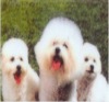 Wholesale glossy texture photo grade cold laminating film