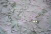 Embossed Peach Skin