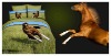 100% cotton animal bed linen set
