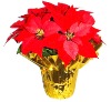 15" Artificial Poinsettia Plant w/ foil wrapped