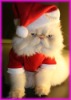 Wholesale embroidery santa hat