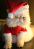 Wholesale santa hat