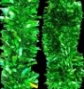 Wholesale plastic Christmas PET tinsel craft gift item , hair tinsels, tinsel trading