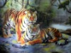 3d lenticular postcard