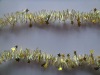 Wholesale Christmas garland