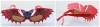 Wholesale Christmas funny bat fashion wholesale sunglass,novelty party glass,new years glasses