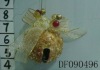 Wholesale Christmas Bell DF090496