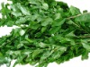 Wholesale dried goji leaf (whole, slice, cut, powder, extract)