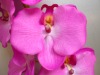 Wholesale orchid silk flower (27539)