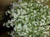 Wholesale artificial silk flower