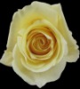 Wholesale Fashion Silk & Preserved flower