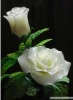 Wholesale Silk flower vivid with multy color