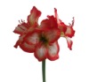 Wholesale Decorative amaryllis flower
