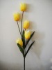 Wholesale Tulip