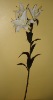 Wholesale Flower