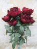 Wholesale Rose bush