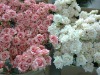 Wholesale silk rose