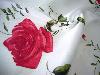 Wholesale Rose printed stretch polyester satin/sateen fabric for dress
