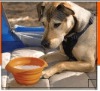 Wholesale silicone animal products