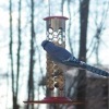 Wholesale Galvanized bird feeder