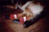 Wholesale neoprene dog shoes