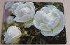 Wholesale 2011 Newest Design MDF Cork Coaster and Placemat