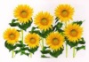 Wholesale pvc printed placemats