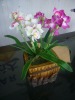 Artifical Silk Flower Hyacinth OS-LB-1104