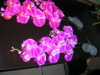 Wholesale flower