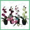 Wholesale artificial butterfly orchid flower pot