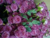 Wholesale silk flower