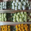 Wholesale silk mum flower