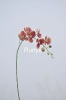 artificial silk flower RYHQ23