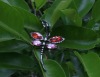 Wholesale costume jewelry fashion diamond dragonflynecklace