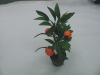 Wholesale green artificial bonsai plants ,artificial fruit bonsai/artificial plant /artificial plant