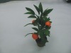 Wholesale Hot sell Bonsai Plant, little fruit bonsai for home decoration