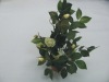 Wholesale Hot sell Bonsai Plant fruit bonsai tree plant