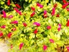Wholesale Artificial flower/Artificial Plant-Decorative chilli plant