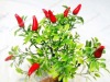 Wholesale Artificial flower/artificial plant--Decorative plastic chilli