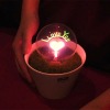 Wholesale 2012 NEW Romantic Artificial grass potted plants night light