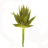 Wholesale Bumpy succulents plants