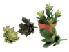 Wholesale Artificial Succulents flower