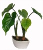 Wholesale 15"DASHEEN PLANT BONSAI X 5 LVS