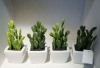 Wholesale good quality cute artificial plant