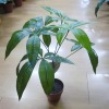 Wholesale artificial plant